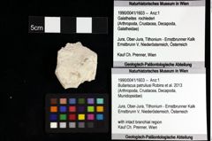 Foto (Objket + Etiketten) von Cyclothyreus sp. 